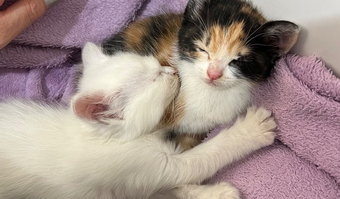 🐾 Ajude na recuperação da Yuki — uma filhote resgatada que venceu a internação!