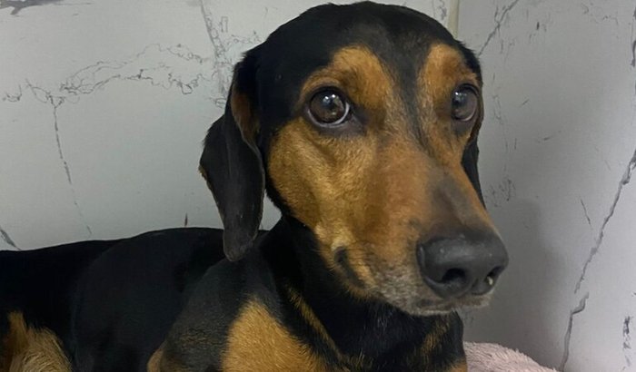 CIRURGIA ORTOPÉDICA PARA O PINGO