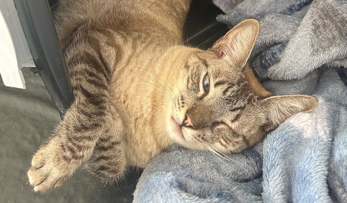 O amor do Bart merece mais tempo. Ajude nosso menino🐈