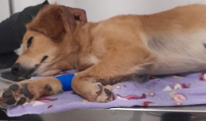 AJUDE A MAILA A VENCER O ENVENENAMENTO