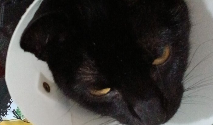 Me ajude a pagar o tratamento do meu gato banguela (hemangiossarcoma cultâneo