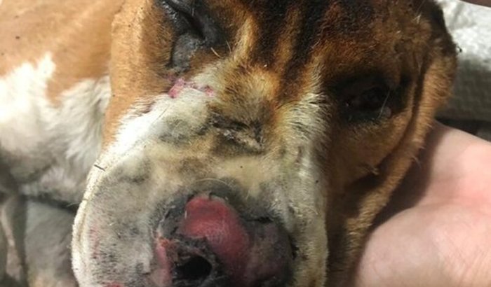 Tratamento do cachorro Rex