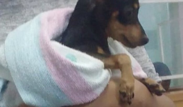 🐾 Luke precisa de uma cirurgia ortopédica urgente!