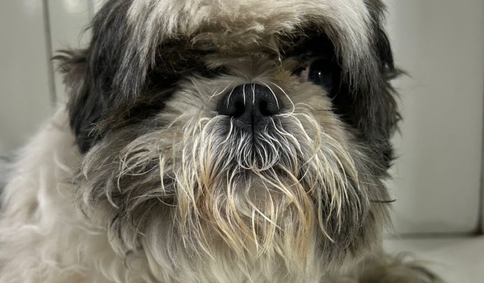 Ajude a Estrela a se recuperar