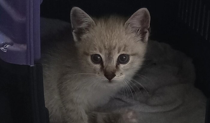 Ajude uma gatinha ESPECIAL ❤️