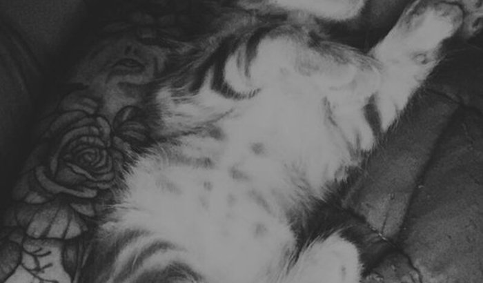 Ajudar na cirurgia do marley