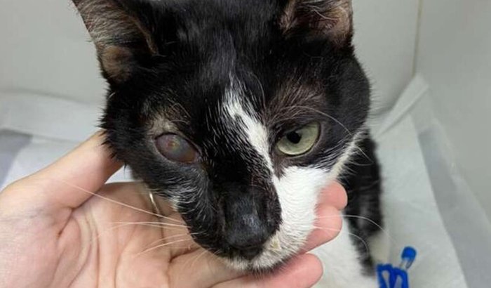 Ajudem o Barthozinho