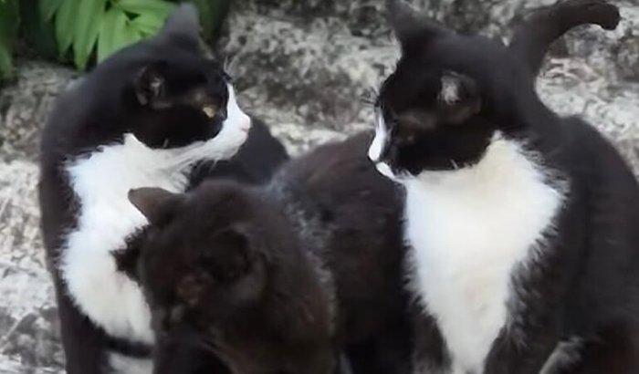 Escada para os gatinhos do telhado, tamanho 4 metros