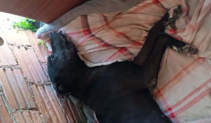 🕊️ Shakira Está Sofrendo — Me Ajude a Salvá-la