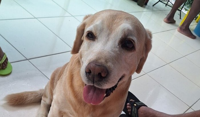 Pela vida do Arthur — nosso guerreiro de quatro patas contra o câncer