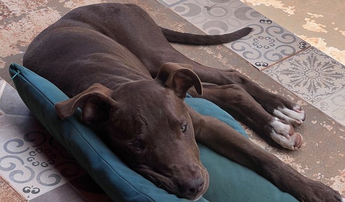 Salve a vida do Zeus