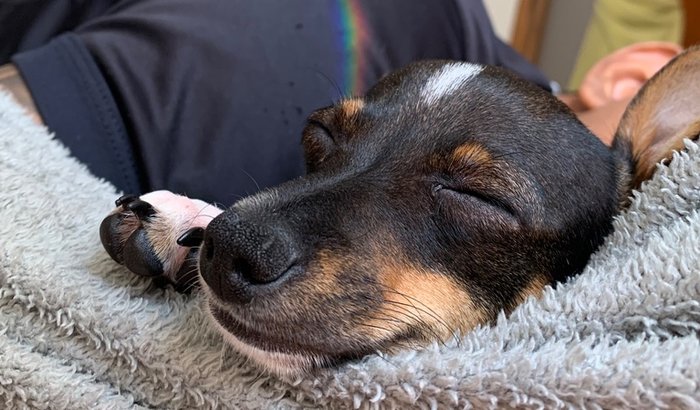 Ajude o Chico a voltar a correr feliz! 🐶❤️