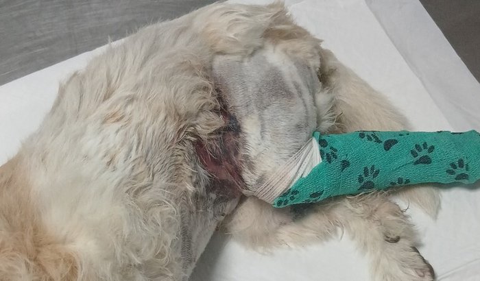 Ajude na cirurgia da pipoca