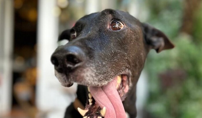 Hospital Veterinário Joaquim