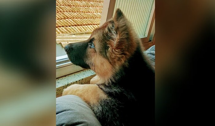 Justiça pelo Apollo