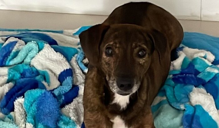 Ajuda com cão resgatado da rua