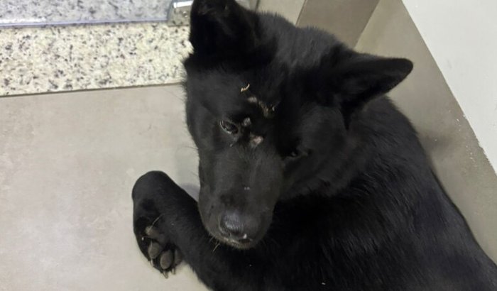 Ajude no resgate da Laksmi!!!