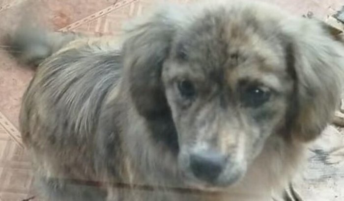 Ajude na Castração de uma Cadelinha Resgatada