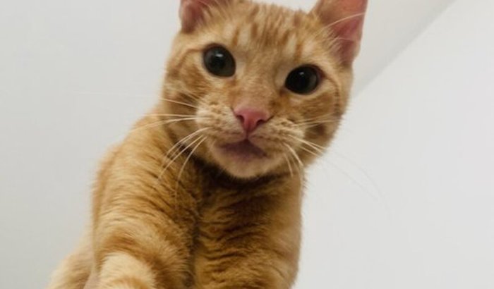 Ajude a salvar nosso laranja❤️🩹