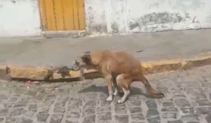 PROCEDIMENTO FECALOMA