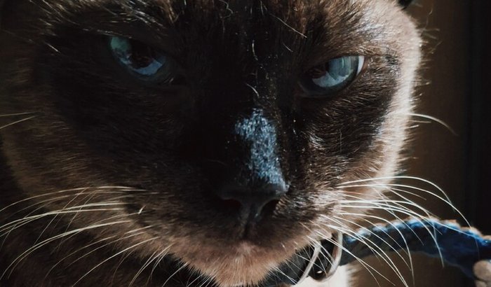 Ajude a salvar a vida da minha gatinha