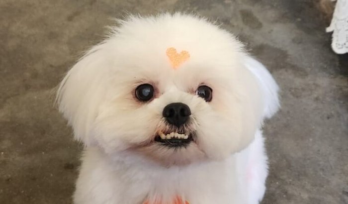 Ajude o marley a enxergar de novo 🥰