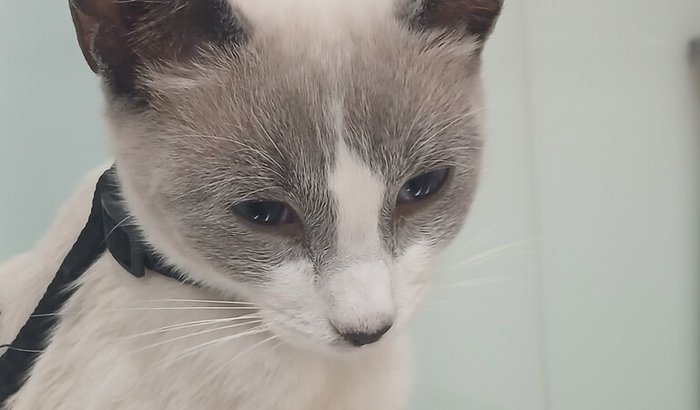 Ajude o Romeu a fazer sua cirurgia e continuar lutando pela vida