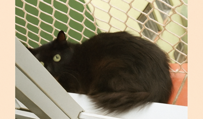 Ajude a Danone a voltar andar 😻