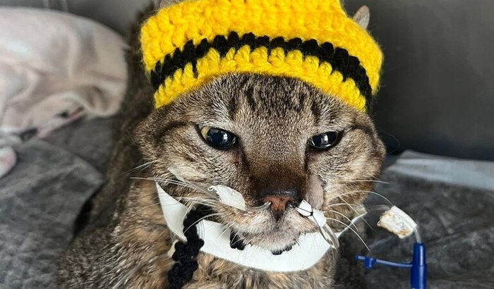 Ajuda para pagar o tratamento do Verde