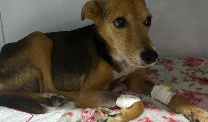 Ajude a Cesária a fazer as transfusões de sangue