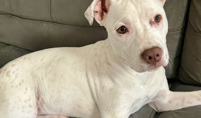 Castraçao da Chuchu