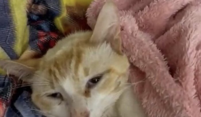 Ajude o Stuart a se recuperar 🙏