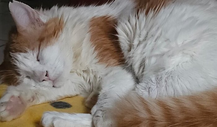 Exames e procedimentos do Camilo