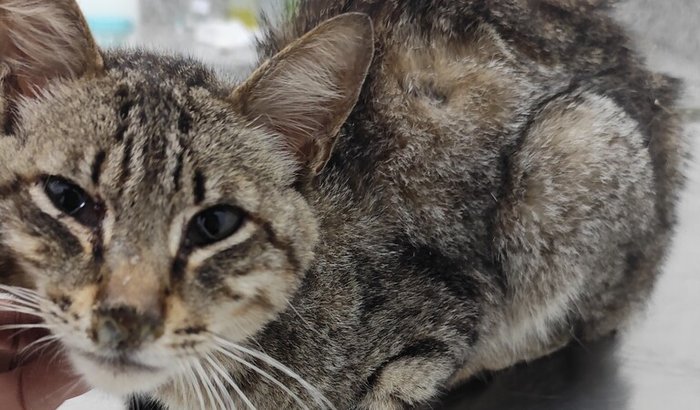 Ajuda nos exames e internação do Gatinho