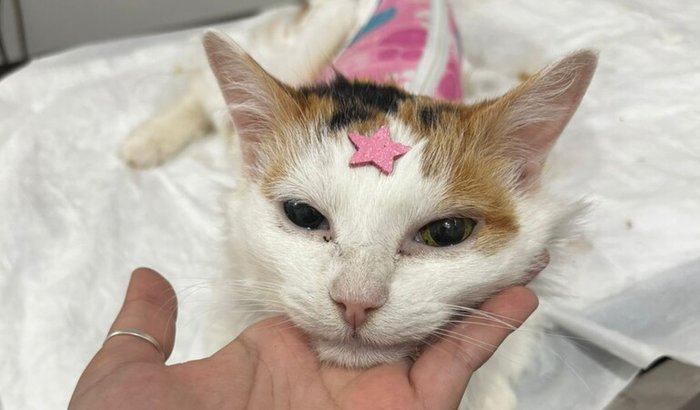 Ajude a Nala a continuar seu tratamento com qualidade de vida 💛