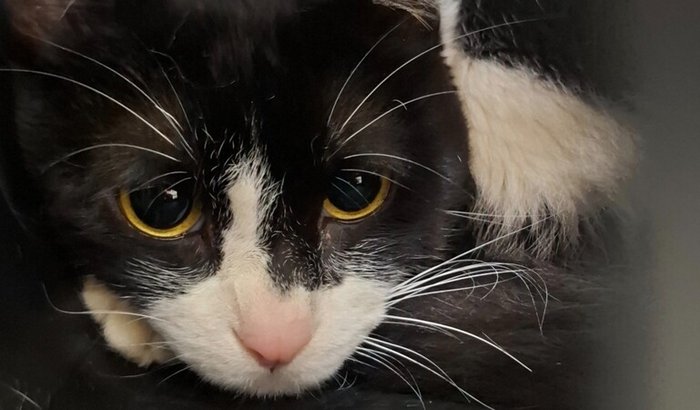 Ajude o zetsu a se recuperar