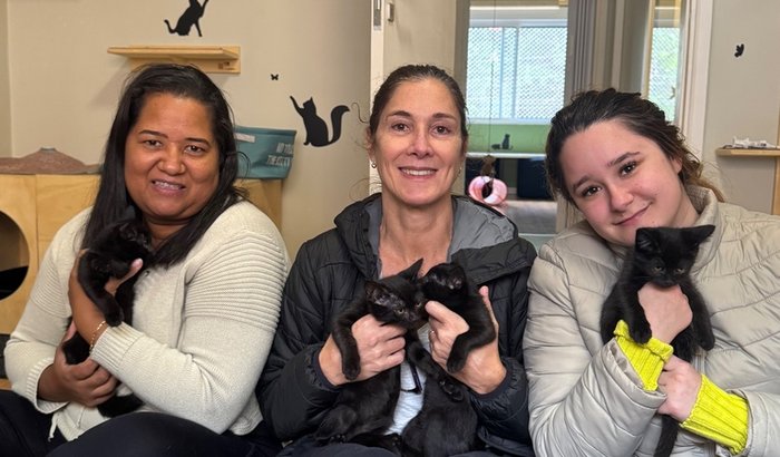 Ajude a SALVAR o Gatelier