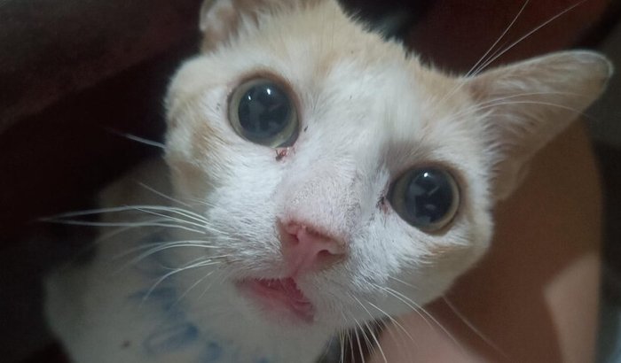 Ajude Rodolfinho a ter uma qualidade de vida melhor!