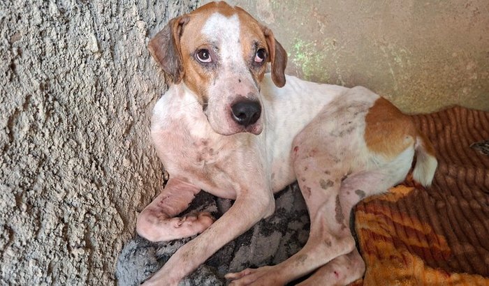 Campanha Salve o Detran