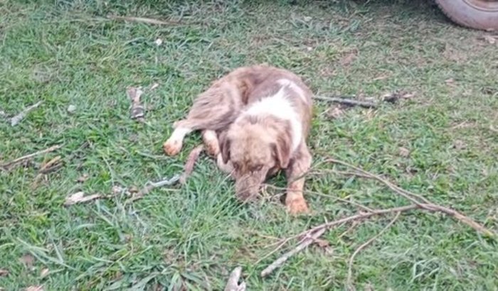 precisamos de ração 😢