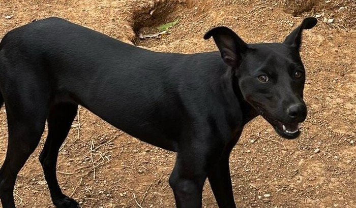 VACINAS PARA CÃES COMUNITARIO