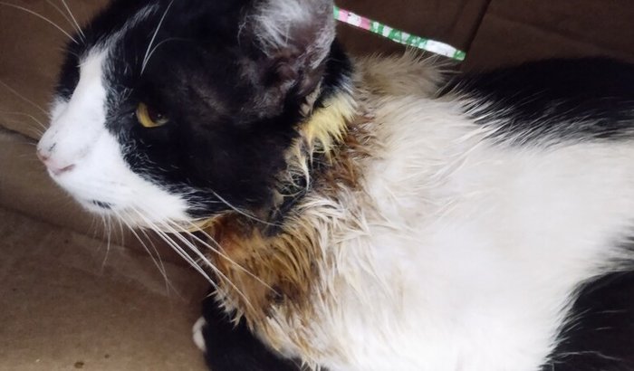 Ajuda pra internar um gatinho da rua