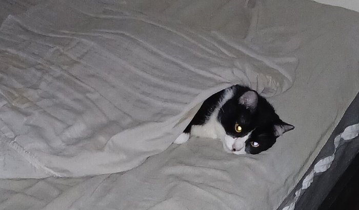 💔 Ajude o Pitoco a ter uma nova chance de viver 🐱