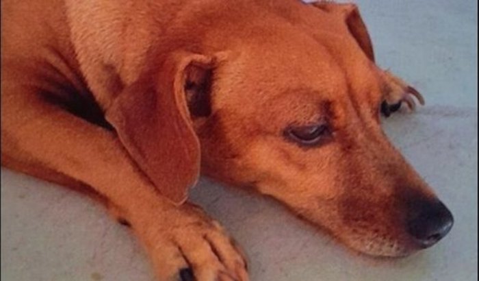 SALVE A NOSSA KATITA !!!