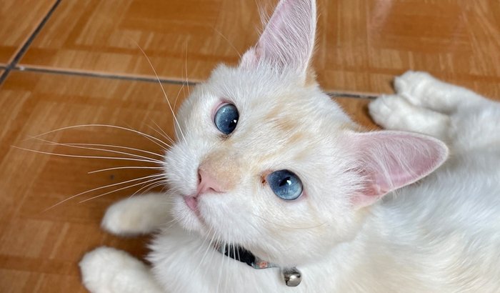 Ajude o Peter a se recuperar – cirurgia urgente