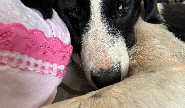 Ajude o cachorrinho a continuar o tratamento!