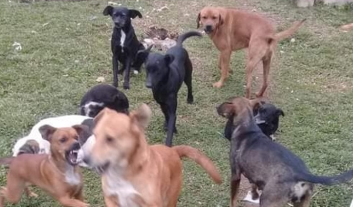 Ajuda Cães abandonados/Resgatados