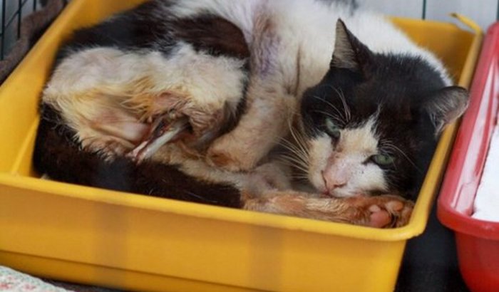 Vakinha em prol da cirurgia de amputação 