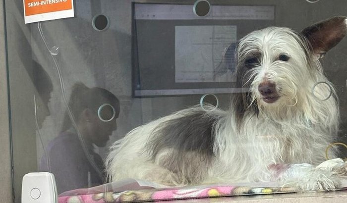 Ajude a Tequila a voltar a andar