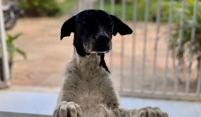 Ajude a Ohana a voltar pra casa. 🩷